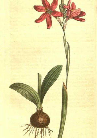 Reproducción/Reproduction 10596114595: Curtis's botanical magazine.. London ;New York [etc.] :Academic Press [etc.]