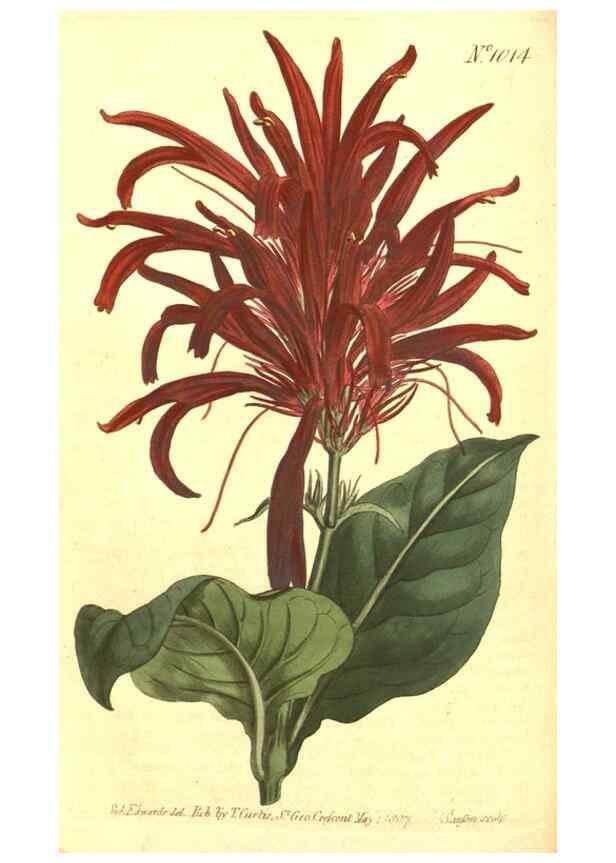 Reproducción/Reproduction 10596126756: Curtis's botanical magazine.. London ;New York [etc.] :Academic Press [etc.]