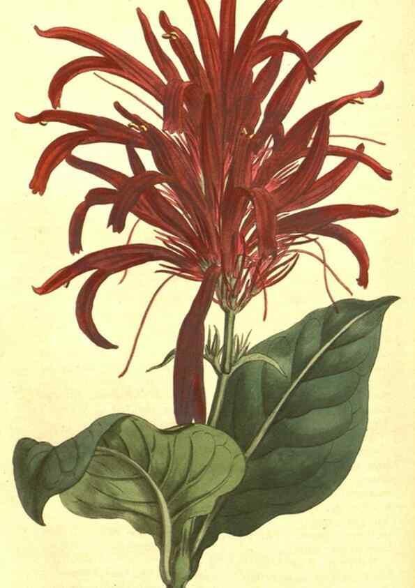 Reproducción/Reproduction 10596126756: Curtis's botanical magazine.. London ;New York [etc.] :Academic Press [etc.]