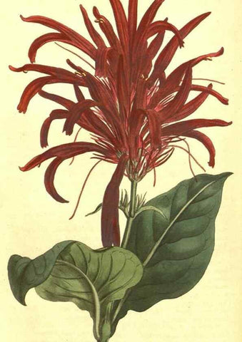 Reproducción/Reproduction 10596126756: Curtis's botanical magazine.. London ;New York [etc.] :Academic Press [etc.]