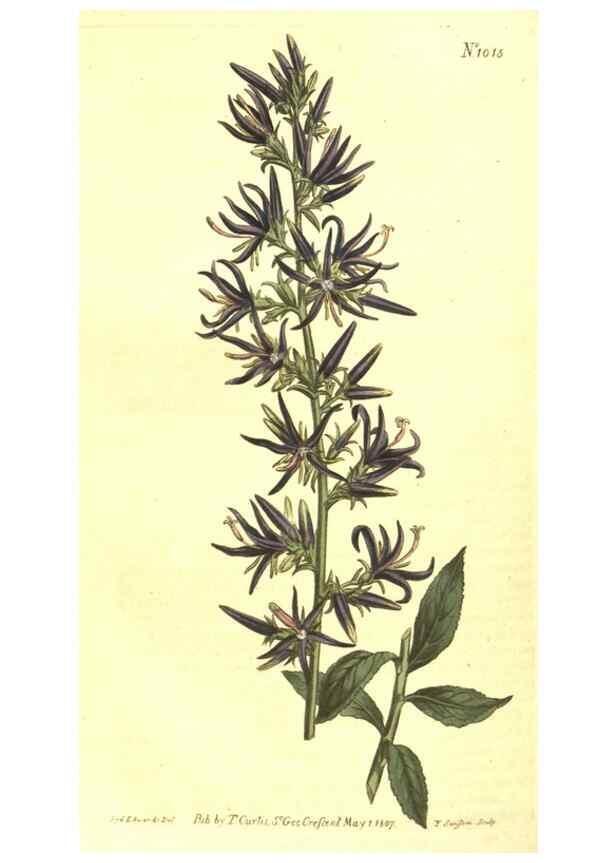 Reproducción/Reproduction 10596129796: Curtis's botanical magazine.. London ;New York [etc.] :Academic Press [etc.]