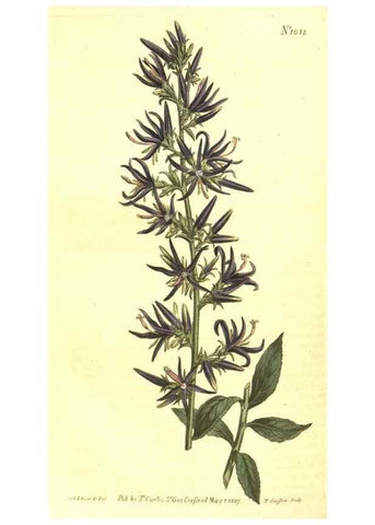 Reproducción/Reproduction 10596129796: Curtis's botanical magazine.. London ;New York [etc.] :Academic Press [etc.]
