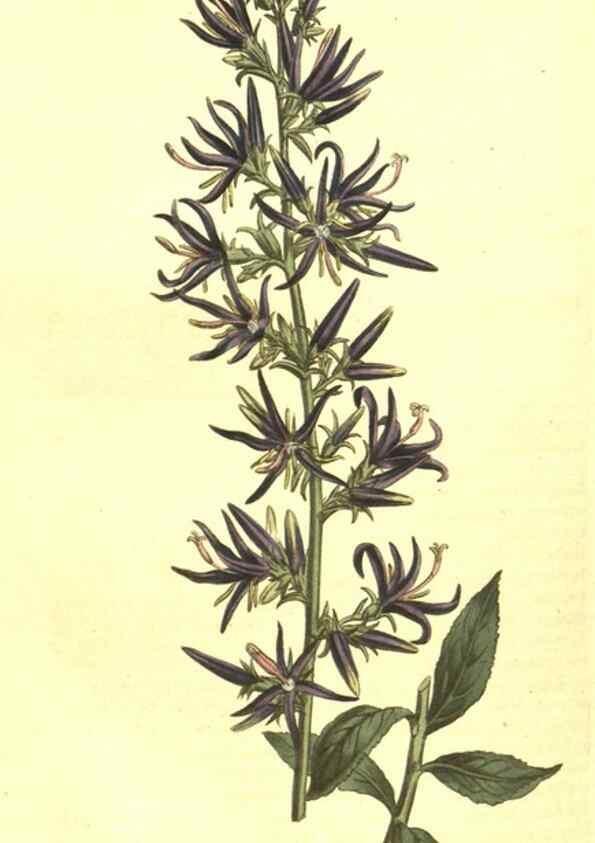 Reproducción/Reproduction 10596129796: Curtis's botanical magazine.. London ;New York [etc.] :Academic Press [etc.]