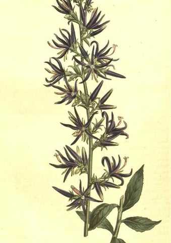 Reproducción/Reproduction 10596129796: Curtis's botanical magazine.. London ;New York [etc.] :Academic Press [etc.]