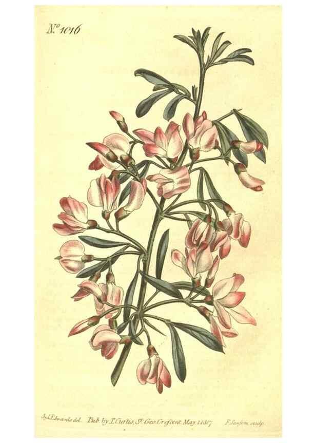 Reproducción/Reproduction 10596133526: Curtis's botanical magazine.. London ;New York [etc.] :Academic Press [etc.]