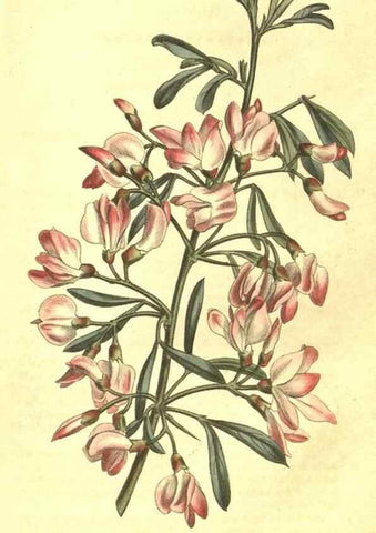Reproducción/Reproduction 10596133526: Curtis's botanical magazine.. London ;New York [etc.] :Academic Press [etc.]