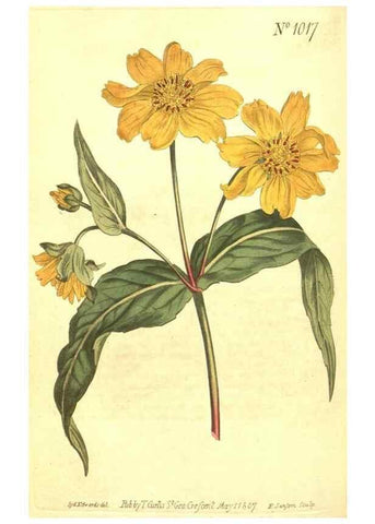 Reproducción/Reproduction 10596152064: Curtis's botanical magazine.. London ;New York [etc.] :Academic Press [etc.]