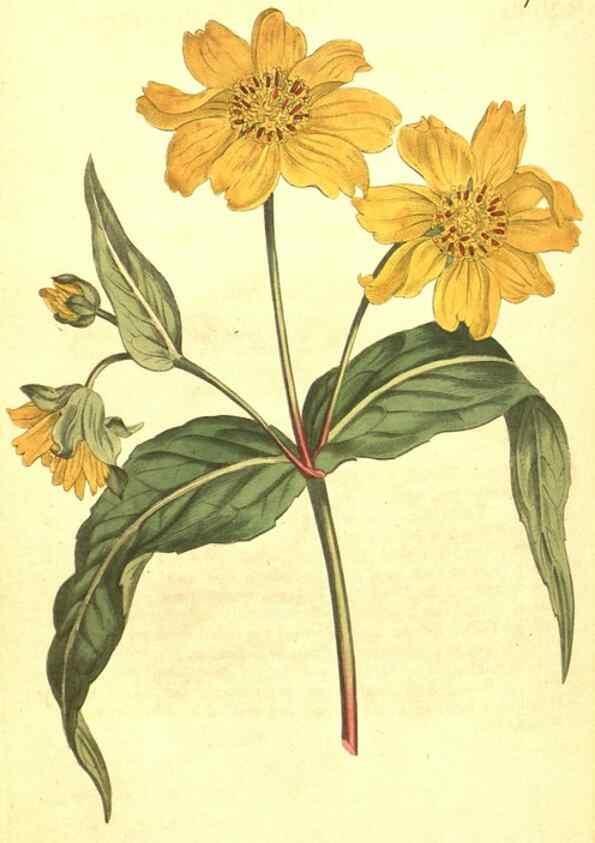 Reproducción/Reproduction 10596152064: Curtis's botanical magazine.. London ;New York [etc.] :Academic Press [etc.]