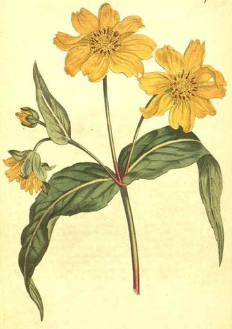 Reproducción/Reproduction 10596152064: Curtis's botanical magazine.. London ;New York [etc.] :Academic Press [etc.]