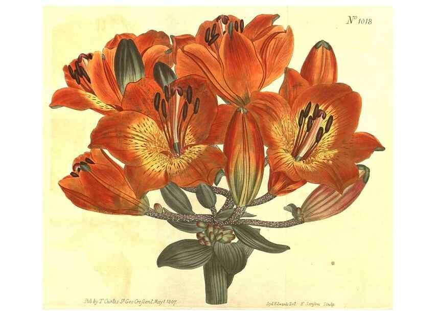 Reproducción/Reproduction 10596139566: Curtis's botanical magazine.. London ;New York [etc.] :Academic Press [etc.]
