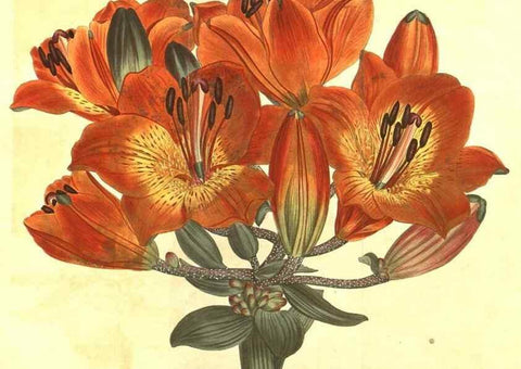 Reproducción/Reproduction 10596139566: Curtis's botanical magazine.. London ;New York [etc.] :Academic Press [etc.]