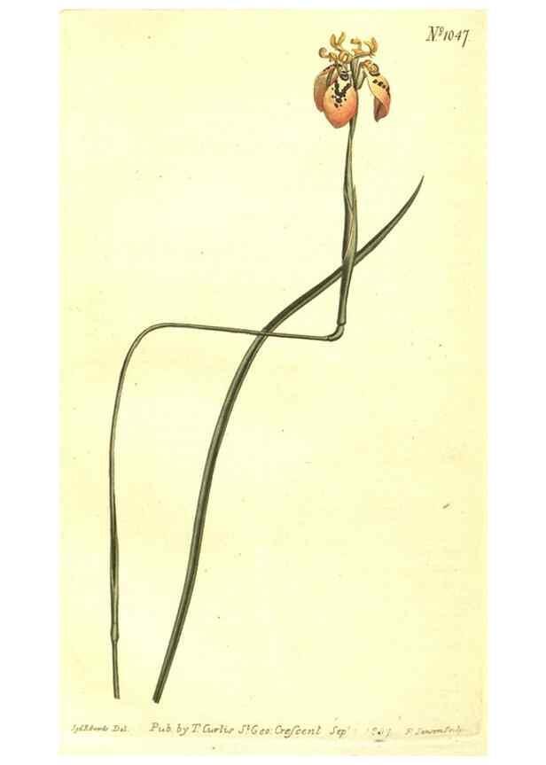 Reproducción/Reproduction 10596246196: Curtis's botanical magazine.. London ;New York [etc.] :Academic Press [etc.]