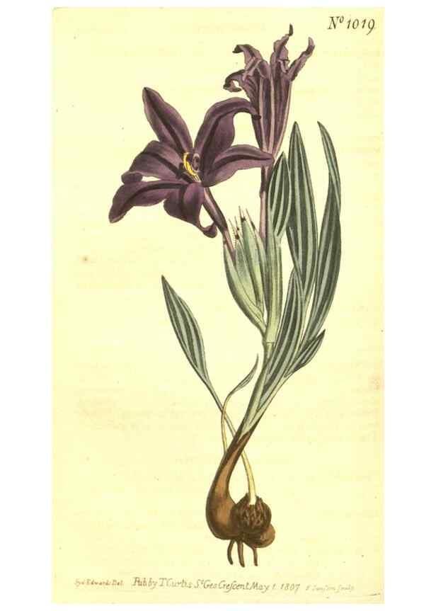 Reproducción/Reproduction 10596391753: Curtis's botanical magazine.. London ;New York [etc.] :Academic Press [etc.]