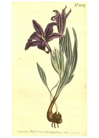Reproducción/Reproduction 10596391753: Curtis's botanical magazine.. London ;New York [etc.] :Academic Press [etc.]
