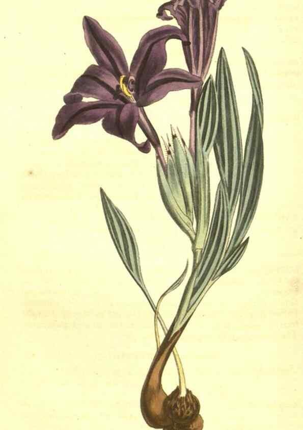 Reproducción/Reproduction 10596391753: Curtis's botanical magazine.. London ;New York [etc.] :Academic Press [etc.]