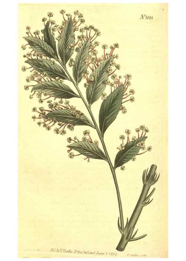 Reproducción/Reproduction 10596149916: Curtis's botanical magazine.. London ;New York [etc.] :Academic Press [etc.]
