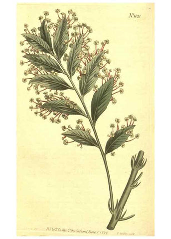 Reproducción/Reproduction 10596149916: Curtis's botanical magazine.. London ;New York [etc.] :Academic Press [etc.]