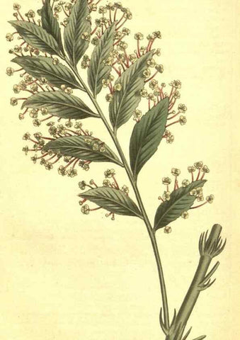 Reproducción/Reproduction 10596149916: Curtis's botanical magazine.. London ;New York [etc.] :Academic Press [etc.]