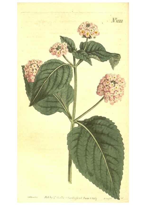 Reproducción/Reproduction 10596153696: Curtis's botanical magazine.. London ;New York [etc.] :Academic Press [etc.]
