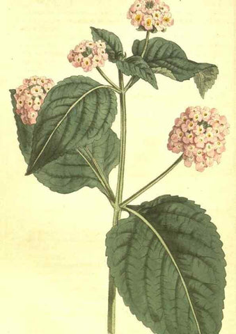 Reproducción/Reproduction 10596153696: Curtis's botanical magazine.. London ;New York [etc.] :Academic Press [etc.]