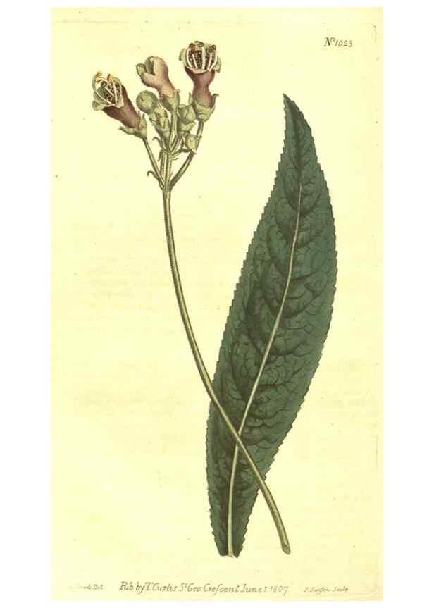 Reproducción/Reproduction 10596406183: Curtis's botanical magazine.. London ;New York [etc.] :Academic Press [etc.]