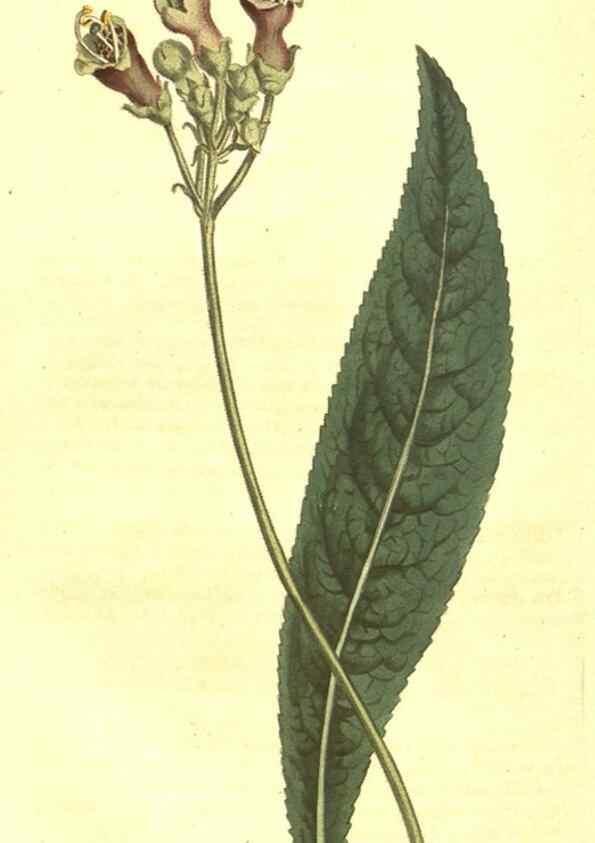 Reproducción/Reproduction 10596406183: Curtis's botanical magazine.. London ;New York [etc.] :Academic Press [etc.]