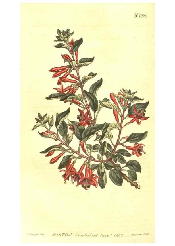 Reproducción/Reproduction 10596151735: Curtis's botanical magazine.. London ;New York [etc.] :Academic Press [etc.]