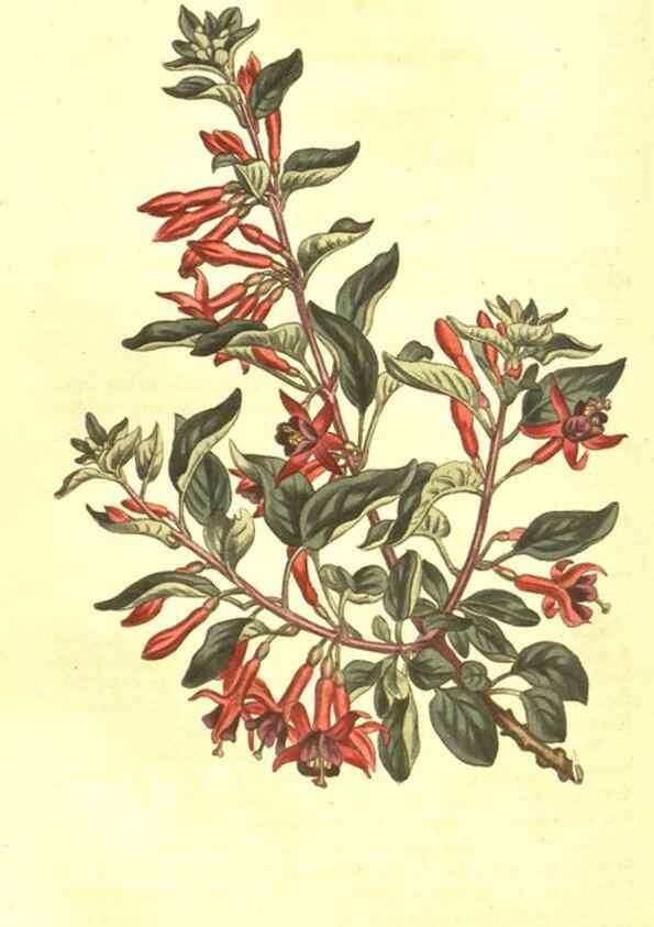 Reproducción/Reproduction 10596151735: Curtis's botanical magazine.. London ;New York [etc.] :Academic Press [etc.]