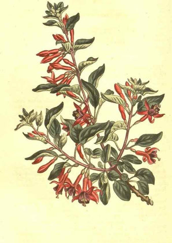 Reproducción/Reproduction 10596151735: Curtis's botanical magazine.. London ;New York [etc.] :Academic Press [etc.]