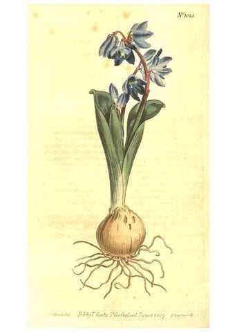 Reproducción/Reproduction 10596155825: Curtis's botanical magazine.. London ;New York [etc.] :Academic Press [etc.]
