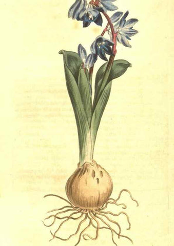 Reproducción/Reproduction 10596155825: Curtis's botanical magazine.. London ;New York [etc.] :Academic Press [etc.]