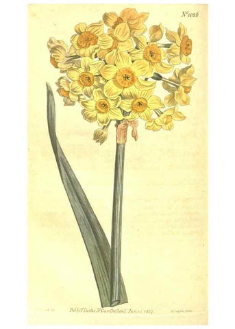 Reproducción/Reproduction 10596168276: Curtis's botanical magazine.. London ;New York [etc.] :Academic Press [etc.]