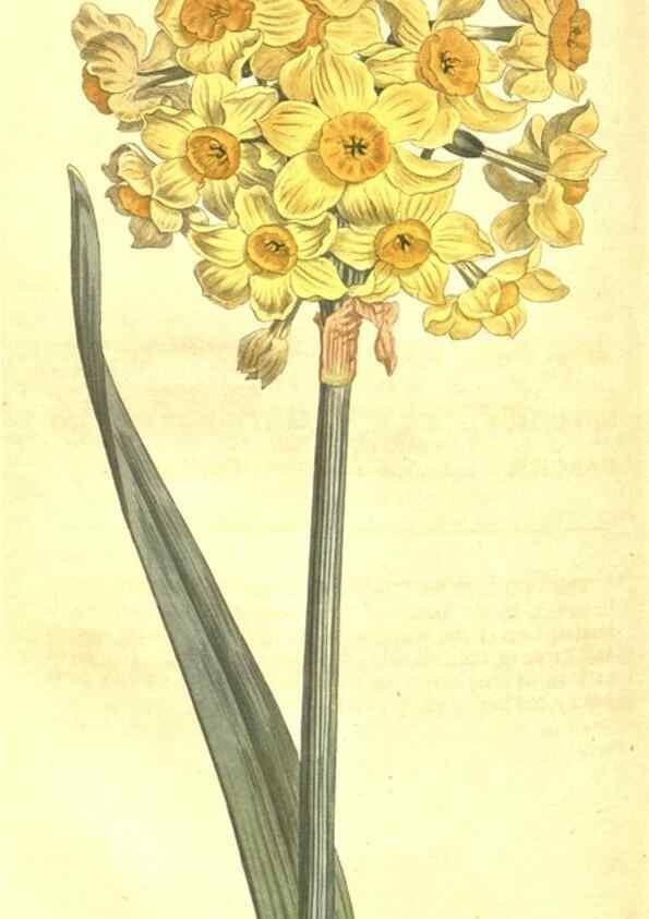 Reproducción/Reproduction 10596168276: Curtis's botanical magazine.. London ;New York [etc.] :Academic Press [etc.]