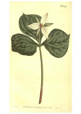 Reproducción/Reproduction 10596185664: Curtis's botanical magazine.. London ;New York [etc.] :Academic Press [etc.]