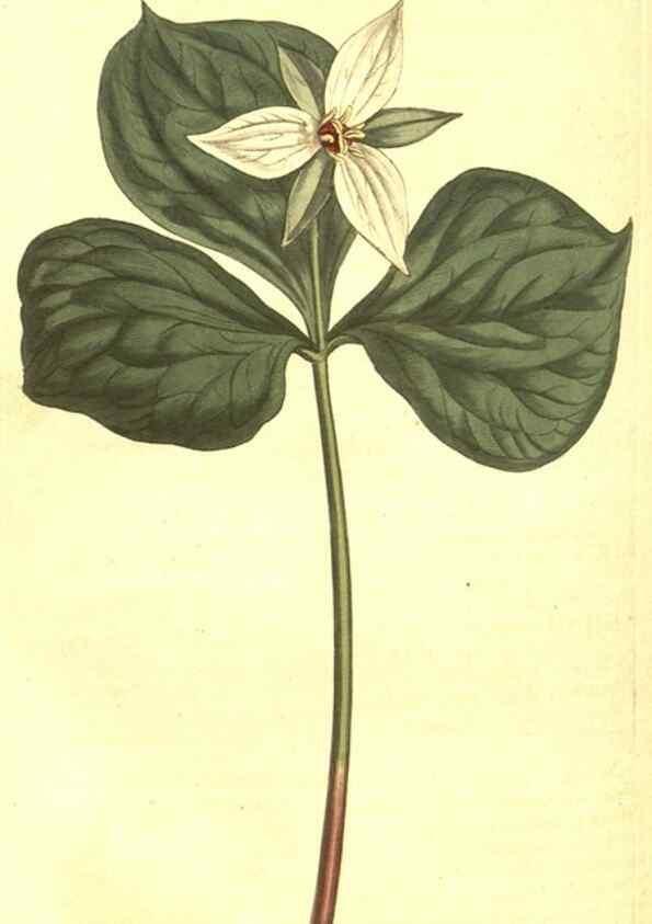 Reproducción/Reproduction 10596185664: Curtis's botanical magazine.. London ;New York [etc.] :Academic Press [etc.]