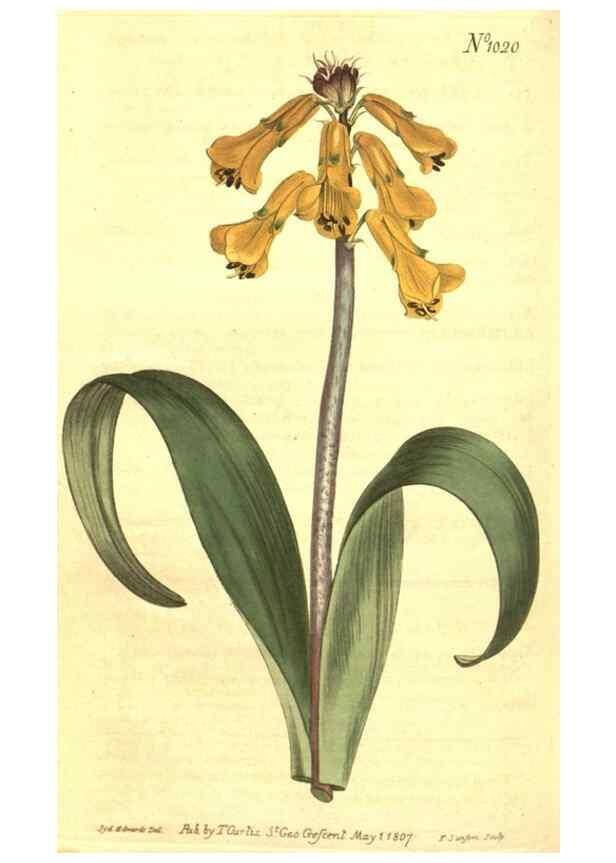 Reproducción/Reproduction 10596145686: Curtis's botanical magazine.. London ;New York [etc.] :Academic Press [etc.]