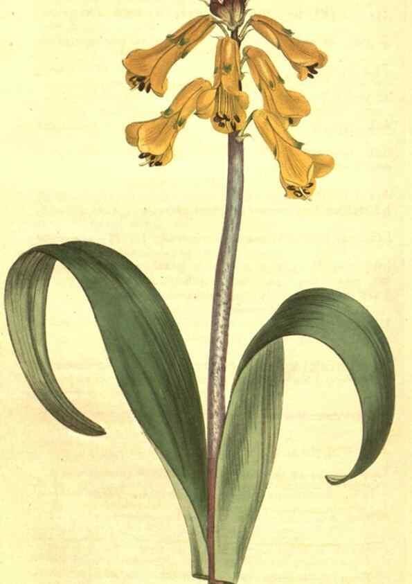 Reproducción/Reproduction 10596145686: Curtis's botanical magazine.. London ;New York [etc.] :Academic Press [etc.]
