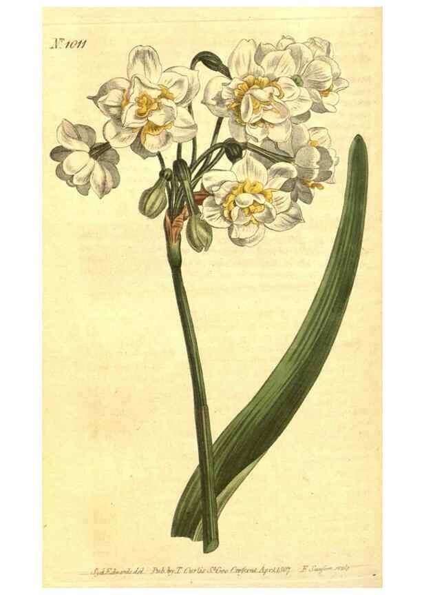 Reproducción/Reproduction 10596107835: Curtis's botanical magazine.. London ;New York [etc.] :Academic Press [etc.]