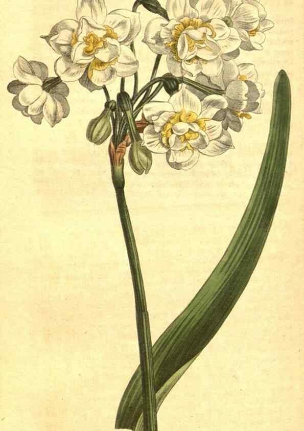 Reproducción/Reproduction 10596107835: Curtis's botanical magazine.. London ;New York [etc.] :Academic Press [etc.]