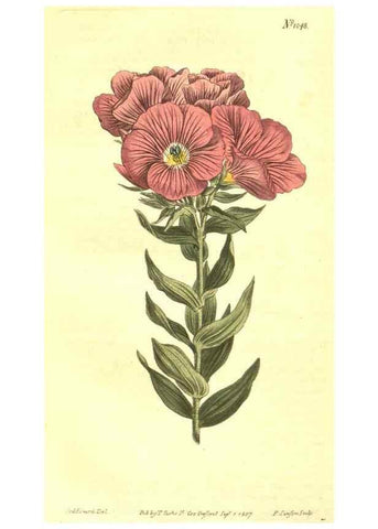 Reproducción/Reproduction 10596262034: Curtis's botanical magazine.. London ;New York [etc.] :Academic Press [etc.]