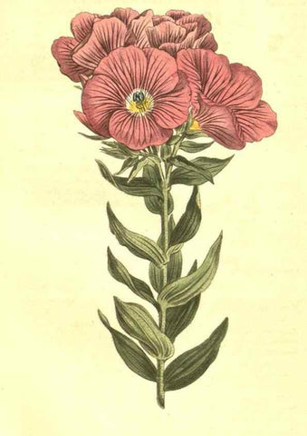 Reproducción/Reproduction 10596262034: Curtis's botanical magazine.. London ;New York [etc.] :Academic Press [etc.]
