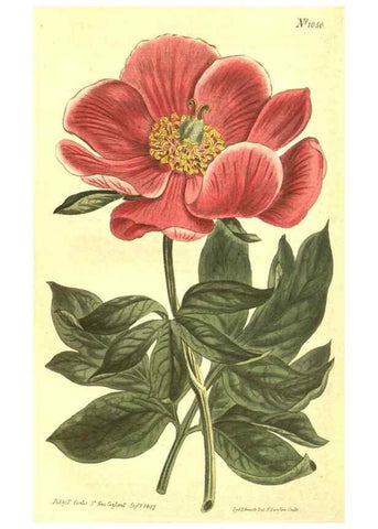 Reproducción/Reproduction 10596505463: Curtis's botanical magazine.. London ;New York [etc.] :Academic Press [etc.]