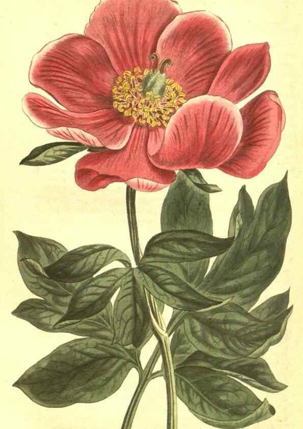 Reproducción/Reproduction 10596505463: Curtis's botanical magazine.. London ;New York [etc.] :Academic Press [etc.]