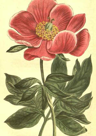 Reproducción/Reproduction 10596505463: Curtis's botanical magazine.. London ;New York [etc.] :Academic Press [etc.]