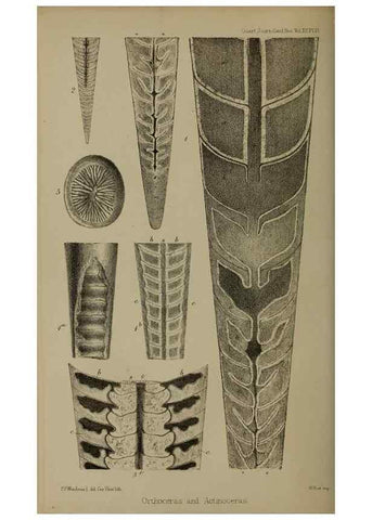 Reproducción/Reproduction 12683730934: The Quarterly journal of the Geological Society of London.. London [etc.]