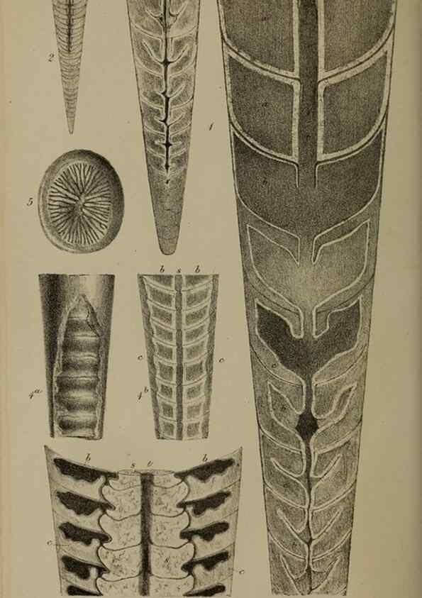 Reproducción/Reproduction 12683730934: The Quarterly journal of the Geological Society of London.. London [etc.]