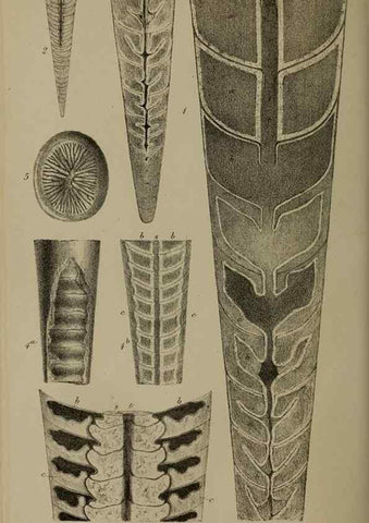 Reproducción/Reproduction 12683730934: The Quarterly journal of the Geological Society of London.. London [etc.]