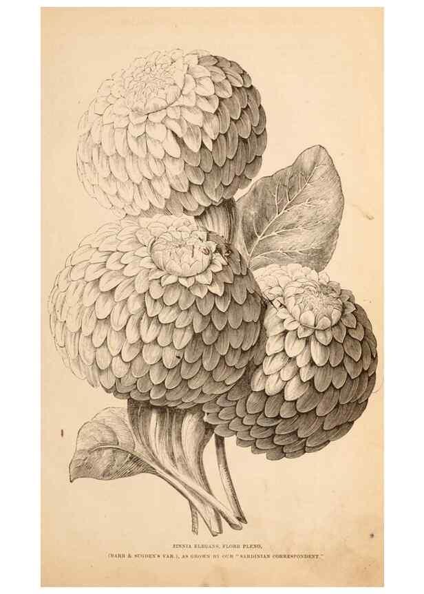 Reproducción/Reproduction 15478493542: Barr & Sugden's spring seed catalogue and guide to the flower and kitchen garden /. London :Barr & Sugden,1861-1882.