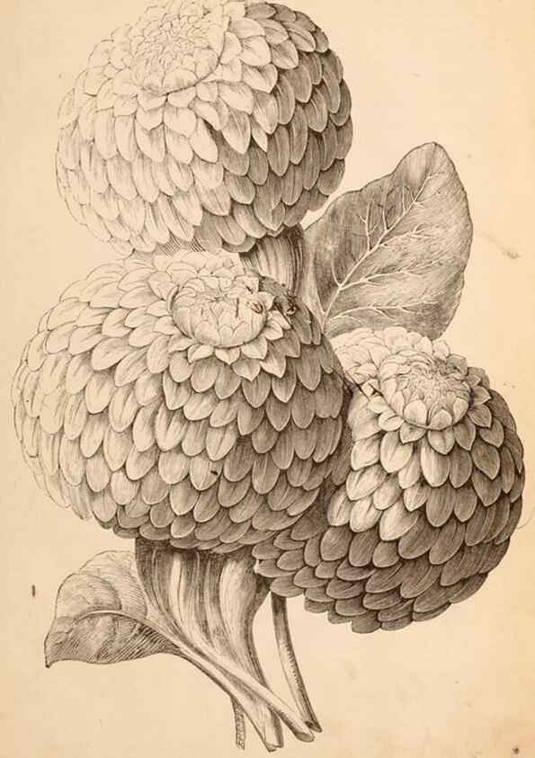 Reproducción/Reproduction 15478493542: Barr & Sugden's spring seed catalogue and guide to the flower and kitchen garden /. London :Barr & Sugden,1861-1882.