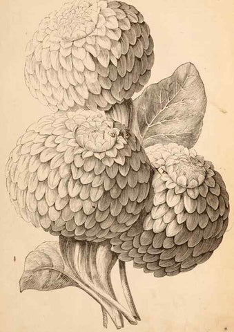 Reproducción/Reproduction 15478493542: Barr & Sugden's spring seed catalogue and guide to the flower and kitchen garden /. London :Barr & Sugden,1861-1882.